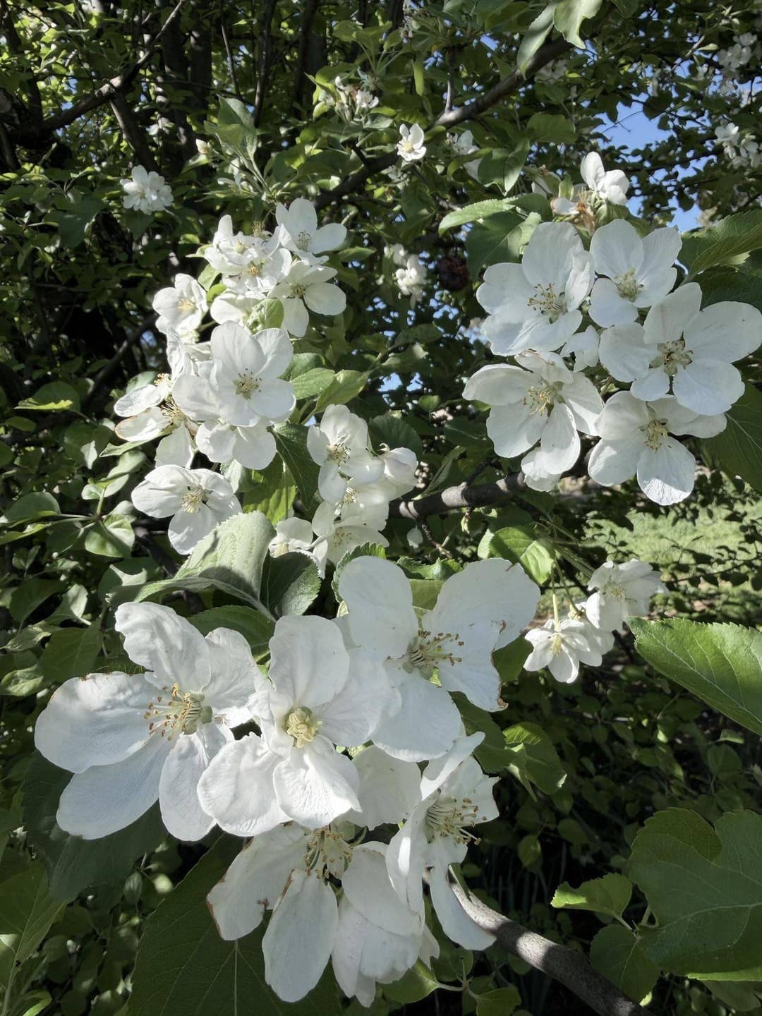 White spring flowers with green leaves in Southern Oregon sunlight
